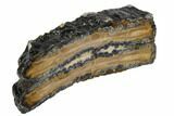 Mammoth Molar Slice With Case - South Carolina #106525-2